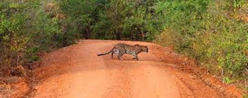 Hotel Leopard Trails Yala Esterno foto