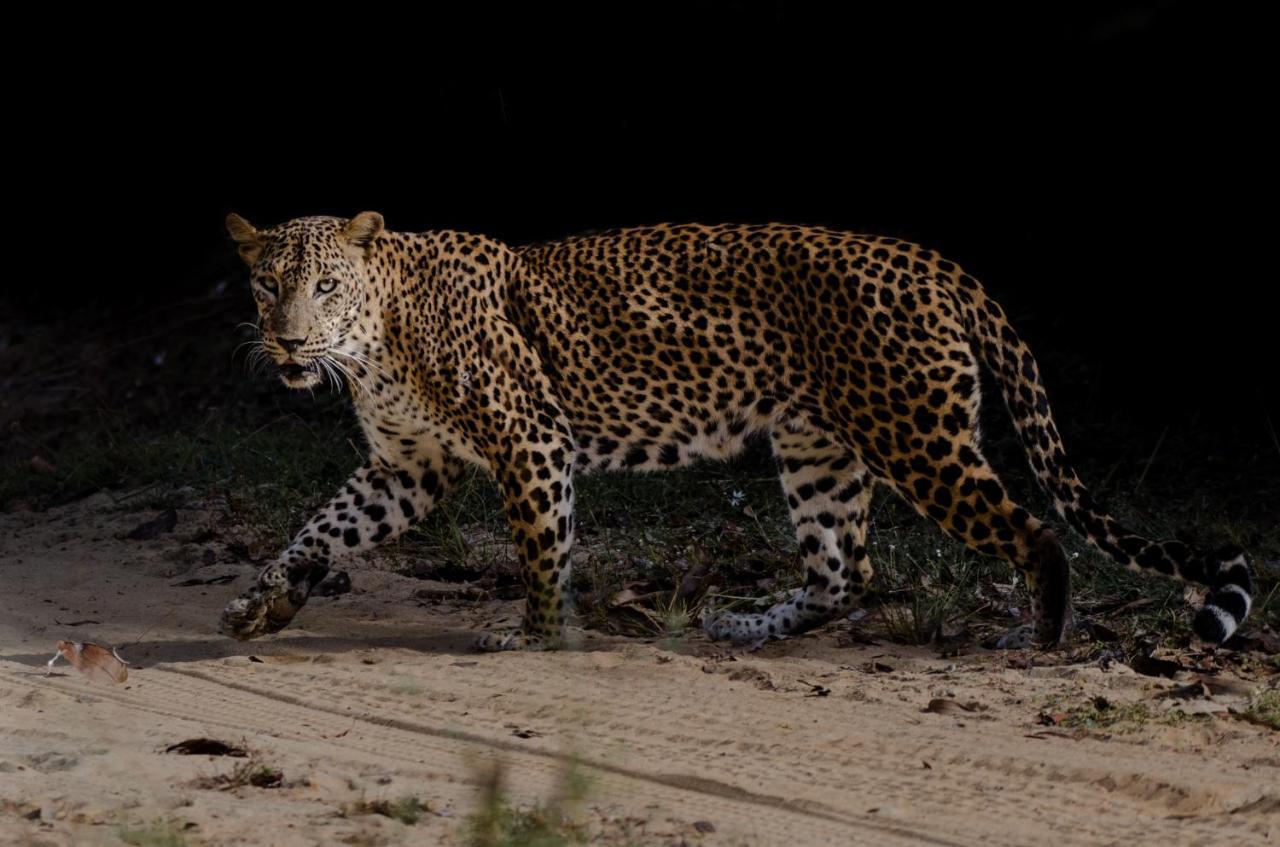 Hotel Leopard Trails Yala Esterno foto