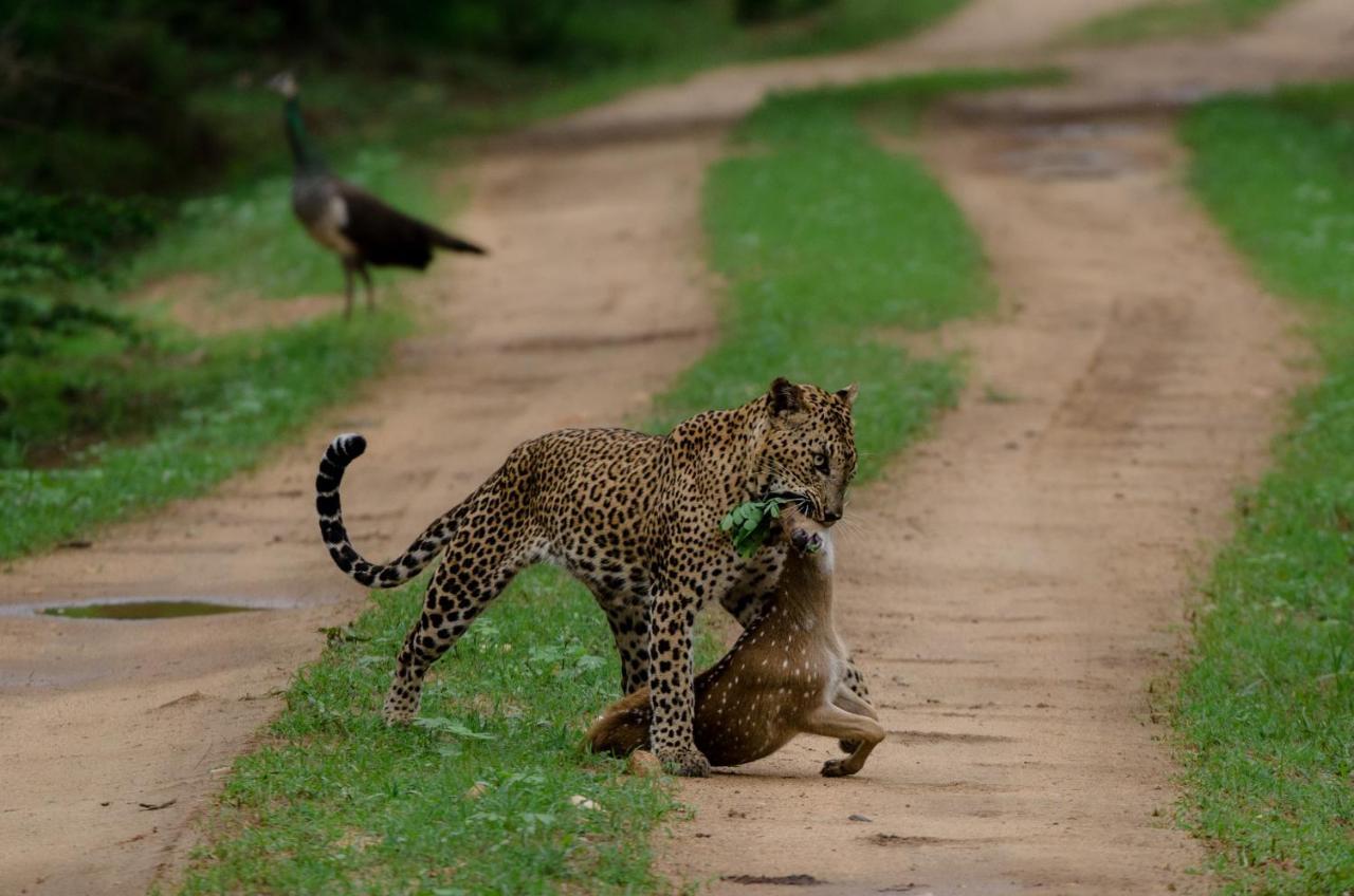 Hotel Leopard Trails Yala Esterno foto